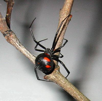 Latrodectus tredecim guttatus Latrodectus tredecim guttatus