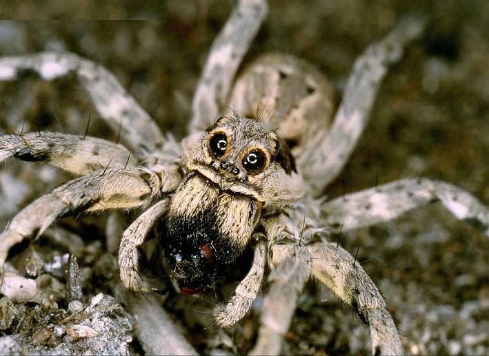 lycosa tarentula lycosa tarentula