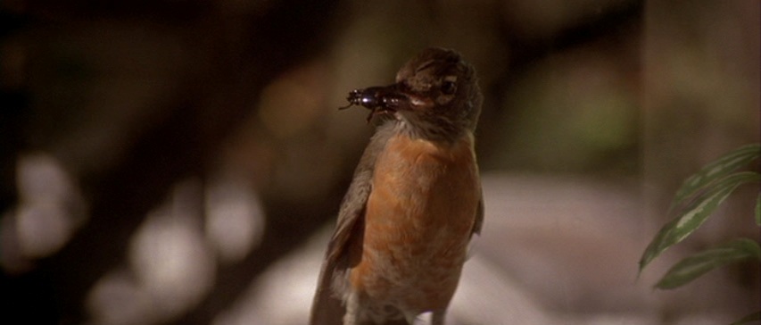 david-lynch-sinemasi